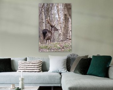 Stately fallow deer poses by Louise Poortvliet