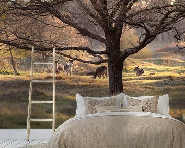 Deer during the golden hour by Louise Poortvliet