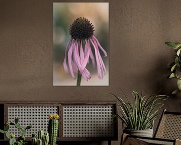 Echinacea purpurea by Lillypix Art