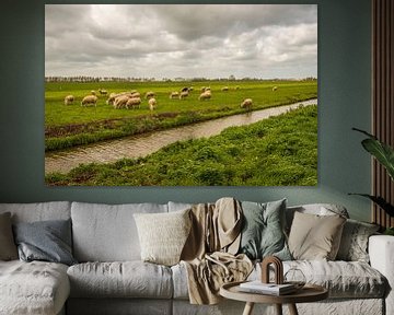 Niederländische Polderlandschaft mit weidenden Schafen