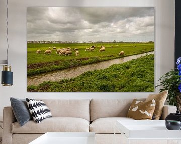 Paysage de polders néerlandais avec des moutons en train de paître
