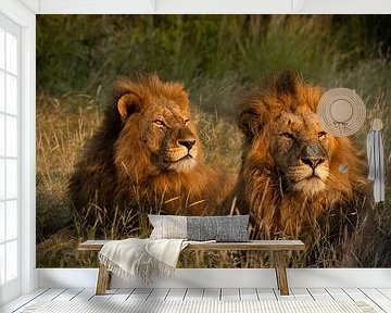 Lion brothers, South-Afrika by Paula Romein