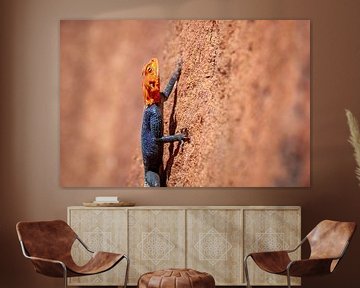 Oranje met blauwe hagedis klimt op oranje rots van Simone Janssen