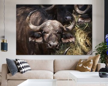 Portret van een Kaapse buffel met grasspriet van Simone Janssen