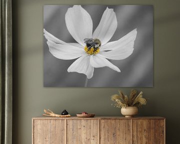 Cosmea bloem en hommel Zwart Wit