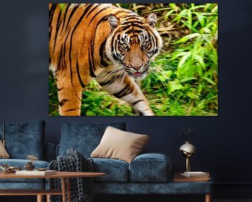 Tigre marchant dans la jungle et regardant la caméra sur Sjoerd van der Wal Photographie