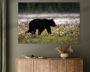 Bear in cotton grass by Daniela Beyer