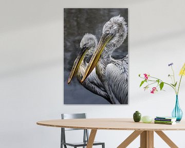 Twee pelikanen met vijver op de achtergrond van Chihong