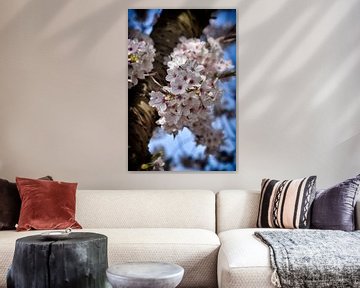 White cherry blossoms in spring I by marlika art