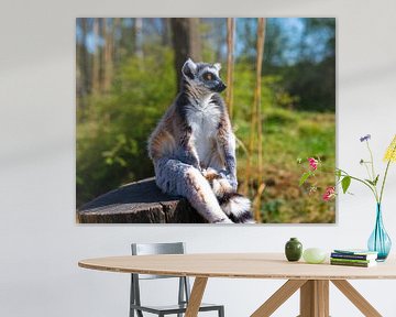 Ringschwanzlemur, der in Gedanken auf einem Pfahl sitzt (Nahaufnahme) von JGL Market