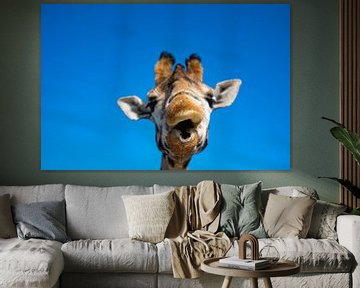 Een mooie close up van een giraffe met een strak blauwe achtergrond van JGL Market