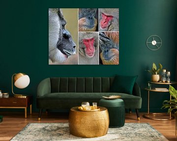 Collage met apenportretten van Werner Lehmann
