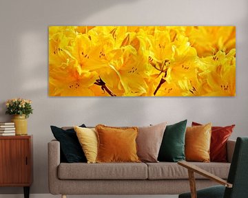yellow rhododendron flowers in the sunshine by Werner Lehmann