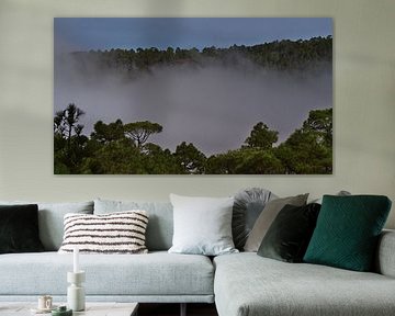 Nuages dans la forêt, Grande Canarie sur Timon Schneider