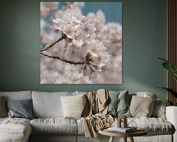 Fleur de cerisier Sakura dans des couleurs vintage. sur Christa Stroo photography