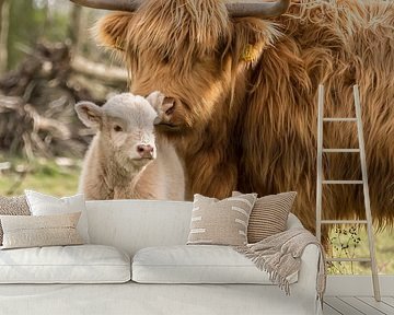 Liefde bij een Schotse Hooglander met een blond kalfje