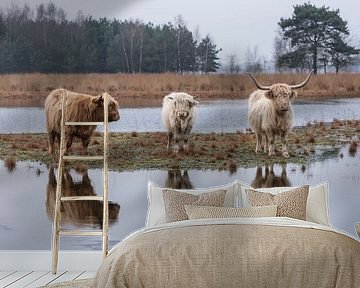 Scottish Highlanders with reflection by Ans Bastiaanssen
