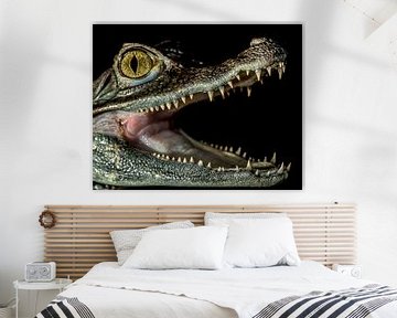 Krokodilen: " Ik lust wel een lekker hapje" van Rob Smit