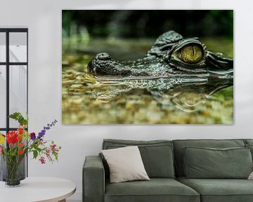 Crocodiles: I have my eye on you?. by Rob Smit