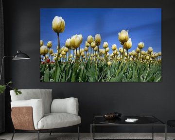 Witgeel tulpenveld met strakblauwe lucht van Peter Bartelings