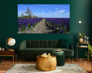 Purple hyacinth field in North Holland by Peter Bartelings