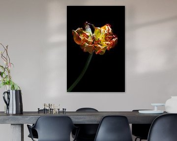 Tulp I  "Shine until the end"