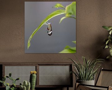 Birth of a Glass Butterfly by Inge Bogaards