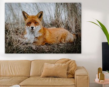 Red fox among tall grass by Sander Wehkamp
