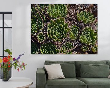 Aeonium, Gran Canaria by Timon Schneider