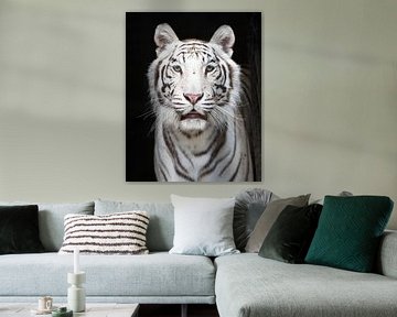 Portret van een Witte tijger met een zwarte achtergrond van Barbara Kempeneers