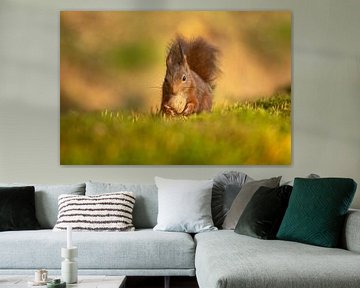 Eichhörnchen findet eine Walnuss von Tanja van Beuningen
