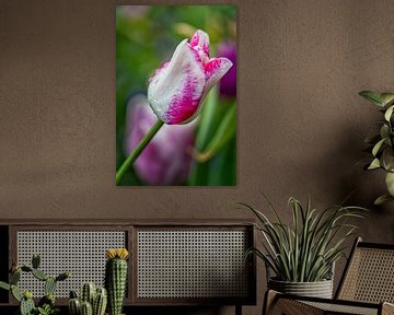 White pink tulip with dewdrops refined by Marly De Kok