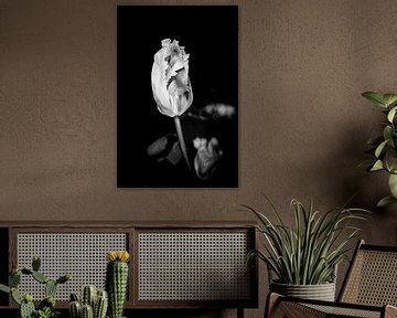 Zwart-wit fotografie Tulp zwart wit met rafels centerpoint van Marly De Kok