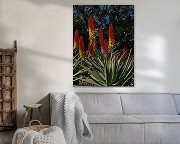 Bloeiende Aloe mutabilis van Timon Schneider
