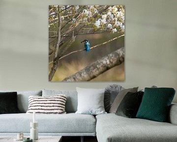 kingfisher with fish by Leroy van Hooff