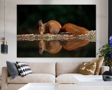 IJdele eekhoorn spiegelt zich in het water.