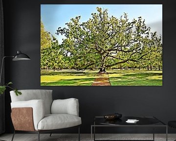 die königliche Eiche im Sonnenschein von Werner Lehmann