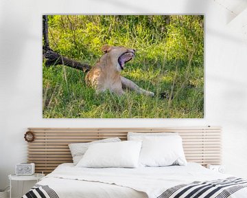 Lionne dans la réserve naturelle du parc national de Hluhluwe, Afrique du Sud sur SHDrohnenfly