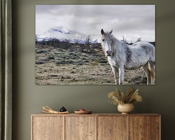 Pferd • Torres del Paine • Chile von Annette S. Kehrein | www.ask-mediendesign.de