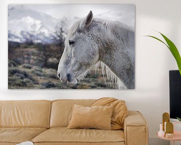 Close up horse - Patagonia - Torres del Paine by Annette S. Kehrein | www.ask-mediendesign.de