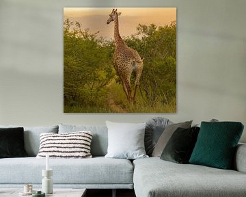 Giraffe in nature reserve in Hluhluwe National Park South Africa by SHDrohnenfly