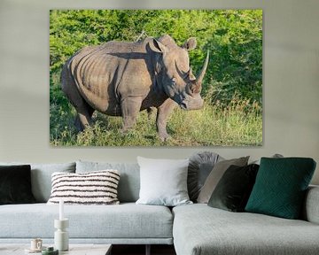 Rhino in Hluhluwe National Park South Africa Nature Reserve by SHDrohnenfly