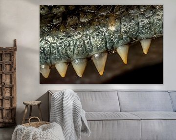 Crocodile: Teeth by Rob Smit