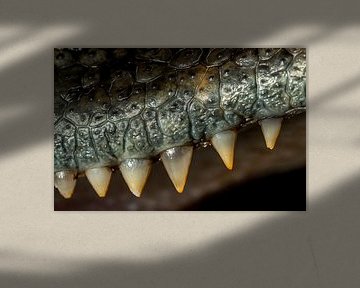 Krokodillen: Tanden