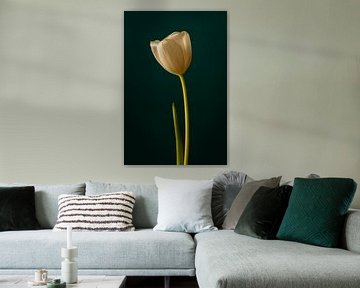weiße Tulpe // Blume, klassisch, elegant, warm, Natur // fine-art von suzanne.en.camera