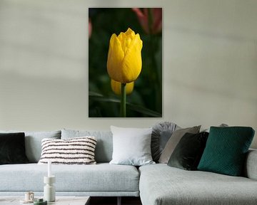 Gros plan d'une belle tulipe hollandaise jaune