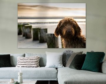 Chien sur la côte de Zélande sur Paula Romein