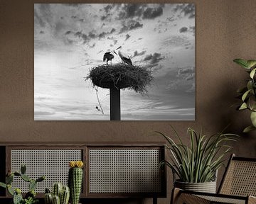 Cigognes sur le nid en noir et blanc sur Jose Lok