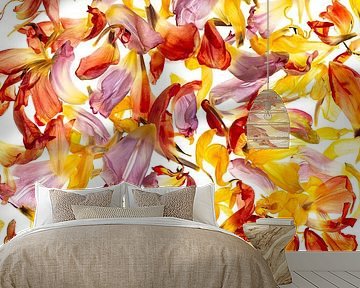 Colorful petals of Tulips by Klaartje Majoor