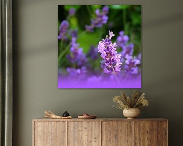 Dreamof lavender